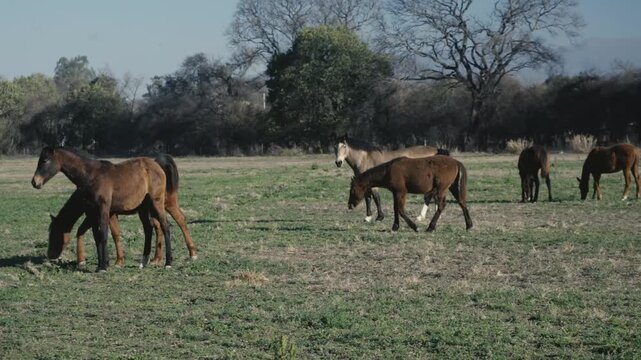 Wild horses moving and grazing across a tranquil open pasture