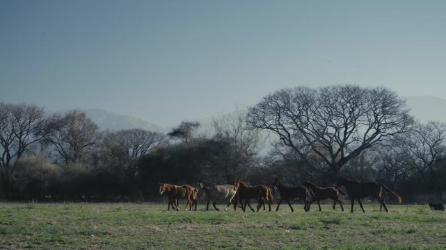 Herd of horses trotting steadily beneath bare winter trees