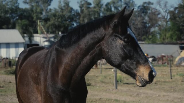 Bay horse with white blaze approaches curiously then turns away