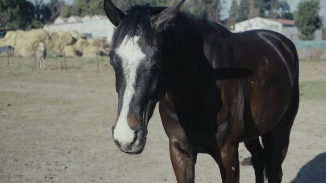 Dark bay horse with white blaze lowers its head and turns away