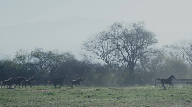 Wild herd of horses galloping across a misty pasture kicking up dust