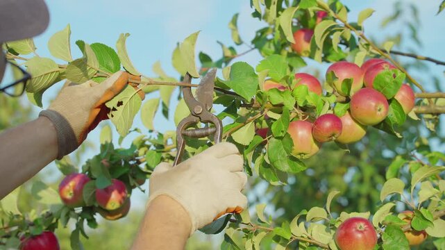 A gardener uses pruning shears to trim the tips of branches from a ripening apple tree to increase the yield in the garden