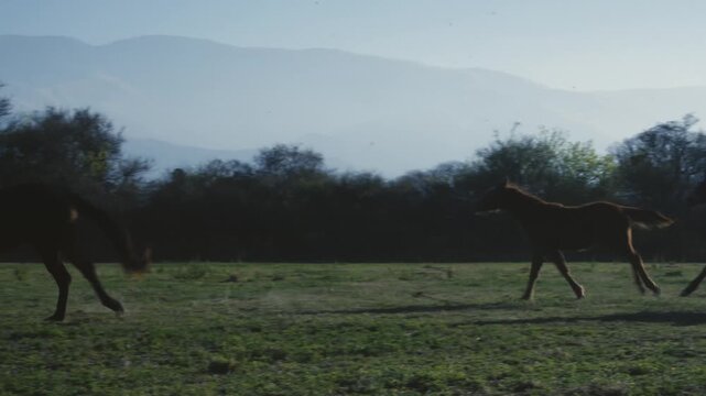 Herd of horses gallops freely across open pasture at dawn