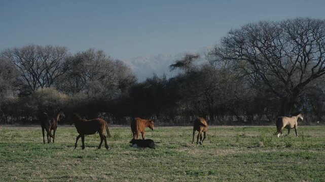 Horses trotting and grazing across an open winter field
