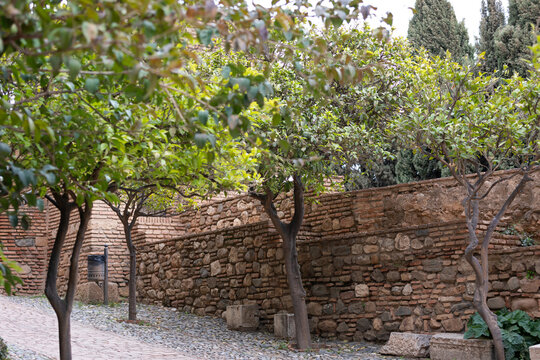 Orange Trees Along Ancient Walls of the Alcazaba in Malaga