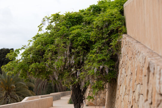 Blooming Wisteria Vine Along a Mediterranean Stone Wall