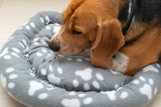 Sleepy Beagle Resting on a Soft Paw-Print Dog Bed
