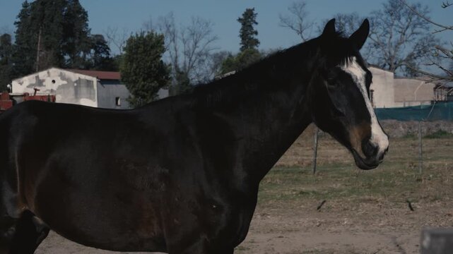 Dark bay horse with white blaze grazes and turns in a paddock