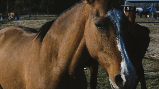Bay horse with white blaze turns and lowers its head in paddock