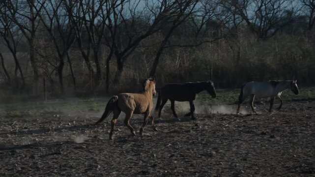 Small herd trots through drifting dust at first light