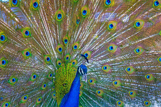 Pfau - Prachtkleid - Rad - Vogel - sch&ouml;n - anmutig