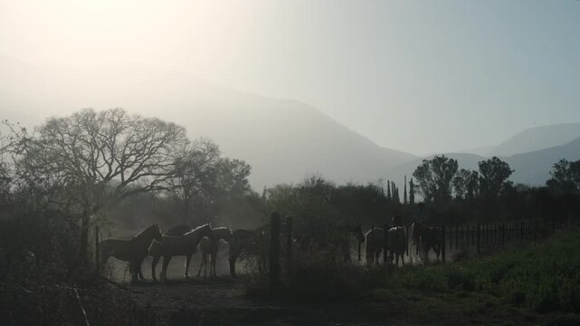 Silhouetted horses gather near a fence line as haze drifts over hills