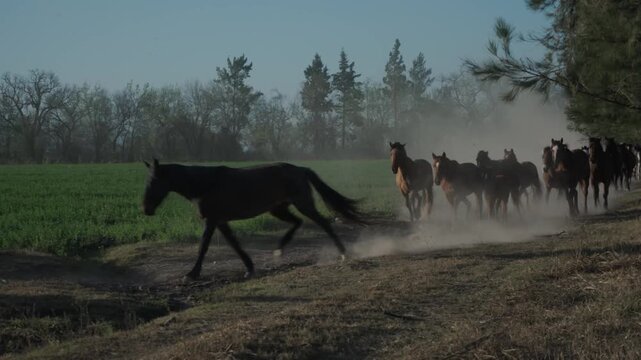 Horses gallop through swirling dust along a country field