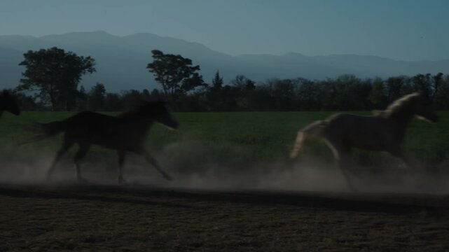 Herd of horses kicks up dust as a rider guides them at dawn