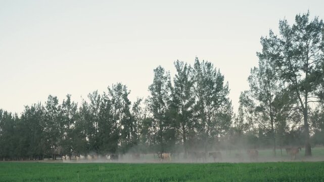 Distant herd stirs a haze of dust beneath a quiet tree line