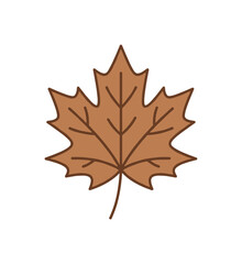 Fototapeta premium A single brown maple leaf isolated on a clean white background