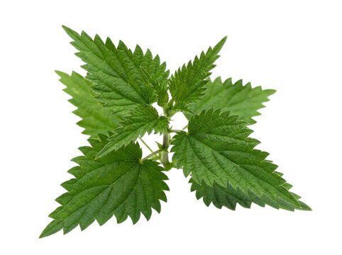 Fresh stinging nettle plant with green serrated leaves isolated on transparent background