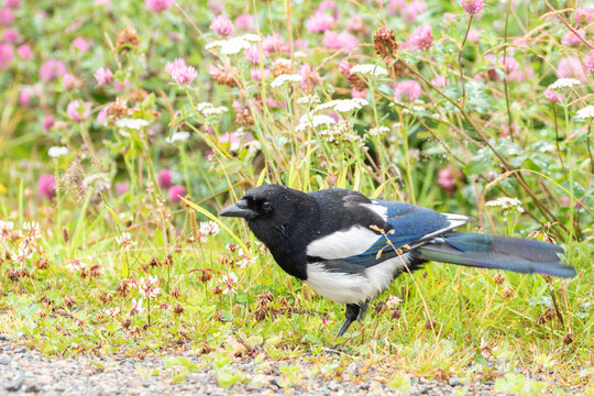 Wet Eurasian magpie (Pica pica) standing in wet grass with clover flowers during rainy summer in Lofoten, Norway