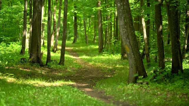 Sunlit Walking Trail Through a Green Summer Forest