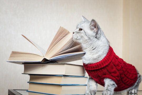 A beautiful gray British Shorthair cat in a red knitted sweater with a stack of books at home for Knowledge Day