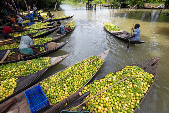Barishal, Bangladesh - 12 August 2022: View of the floating guava market with farmers in wooden boats filled with fresh green guavas on a canal.