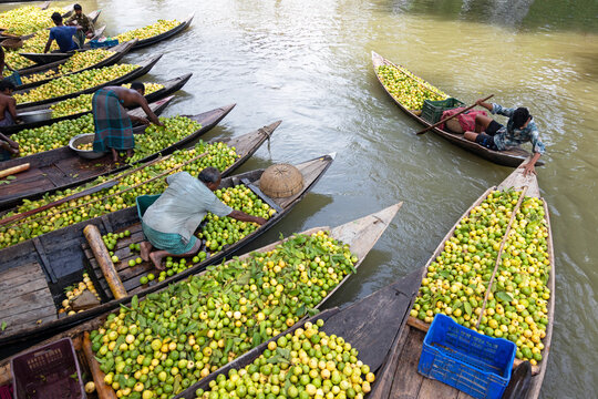 Barishal, Bangladesh - 12 August 2022: View of floating guava market with farmers in wooden boats sorting and selling fresh green guavas on the river.