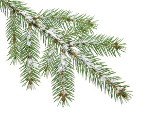 Snowy spruce branch isolated on transparent background © Photo Find