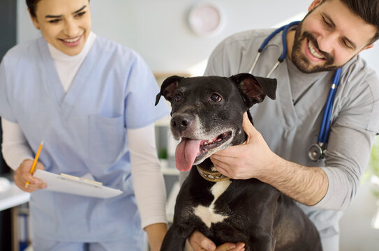 Veterinarian and nurse hold dog during clinic checkup. Both professionals smile, calming a black terrier in exam, showing trust and pet care. Positive healthcare and customer service concept.