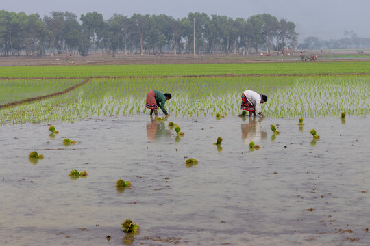 Rajshahi, Bangladesh - 24 January 2024: View of two women planting rice saplings in a flooded paddy field with trees in the background under a hazy sky.