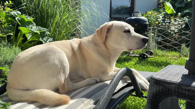 Adult yellow labrador retriever lying on a garden lounge chair, sunny backyard setting, peaceful domestic pet relaxation, natural outdoor lighting