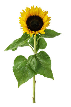 Bright yellow sunflower flower isolated on transparent background. Vibrant single sunflower head with green stem and petals for design.