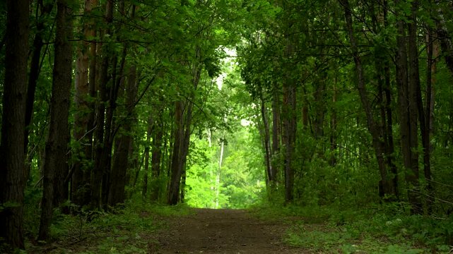 Shaded Forest Path Leading Toward a Bright Green Clearing