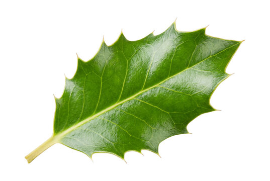 Green holly leaf isolated on transparent background