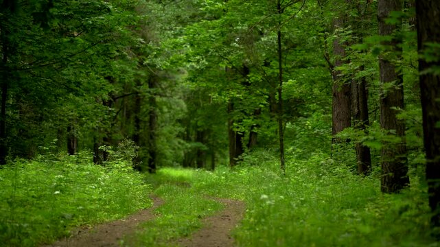 Overgrown Forest Road Surrounded by Lush Green Vegetation