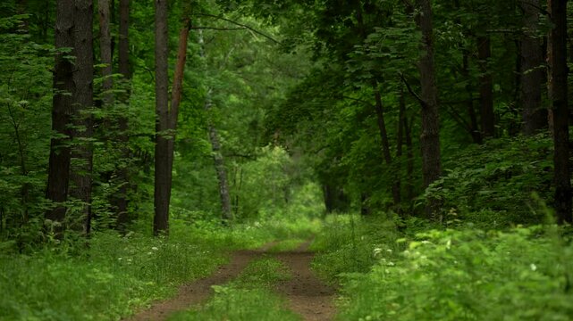 Grassy Dirt Road Leading Through a Dense Green Forest