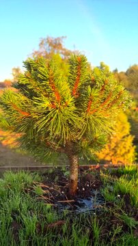 Watering plants. Gardener watering planted pine tree. Young ornamental pine tree, shaped in bonsai or niwaki style, planted in wooden container with grass. 