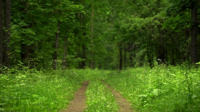 Overgrown Dirt Road Through a Lush Green Forest