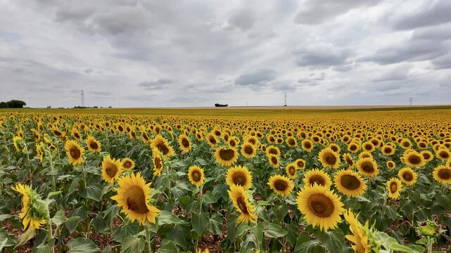 A vast sunflower field stretches to the horizon, with prominent yellow flowers and green leaves in the foreground, cultivated soil and distant power lines beneath cloudy skies in slow motion