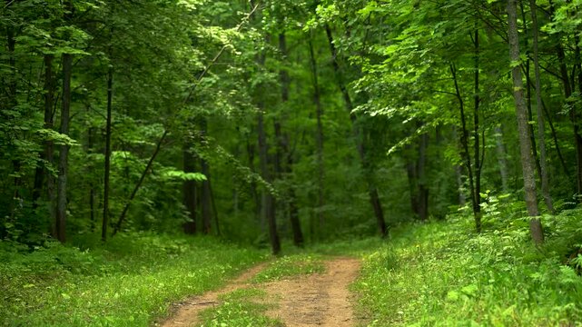 Winding Dirt Road Through a Lush Summer Forest