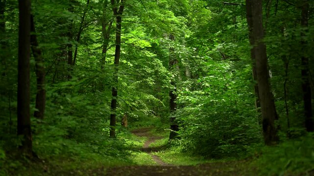 Winding Footpath Through a Dense Green Summer Forest