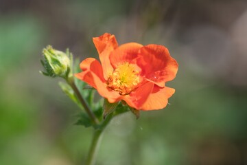 Obraz premium Close up of an orange geum coccineum flower