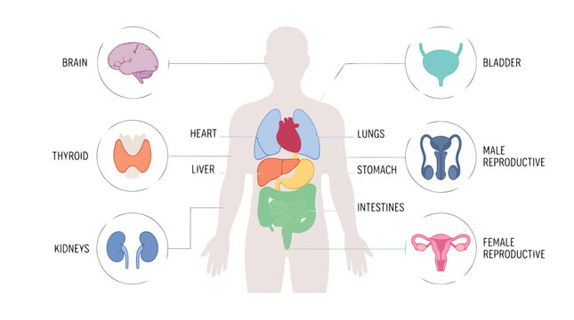 Human body anatomy diagram with internal organs and labels