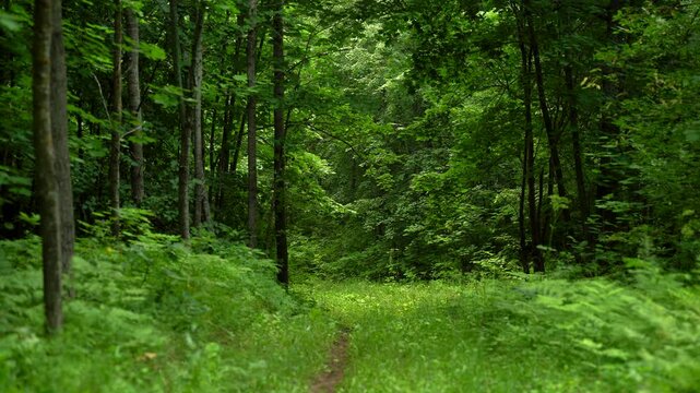 Hidden Grassy Trail Through a Dense Green Forest