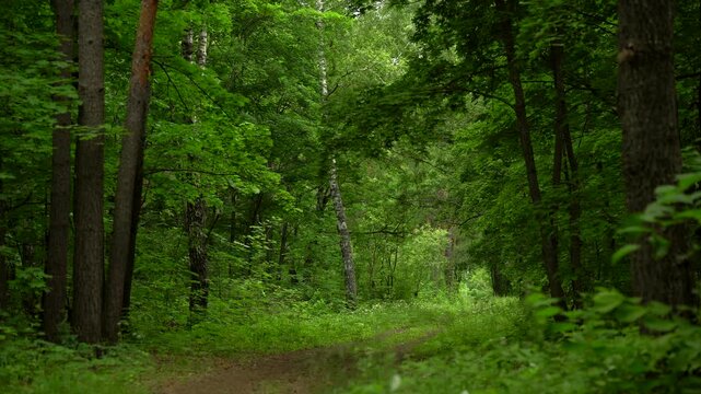 Narrow Dirt Road Through a Lush Green Summer Forest