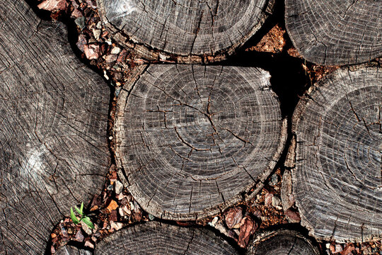 Wood slices background. End grain slabs backdrop. Weathered timber sections. Natural stump rounds texture. Rustic plank pattern. Cracked wood disks surface. Grey tree rings pattern. Garden path wood