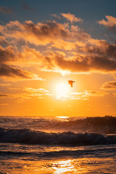 Vertical shot of bird silhouette flying over ocean waves at golden sunset