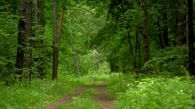 Quiet Dirt Track Winding Through a Green Summer Forest