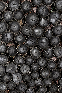 Stacked log ends texture. Dark timber cross section. Firewood pile background macro. Charred wood rings pattern. Cracked log wall backdrop. Grey rustic timber surface. Round branch end grain