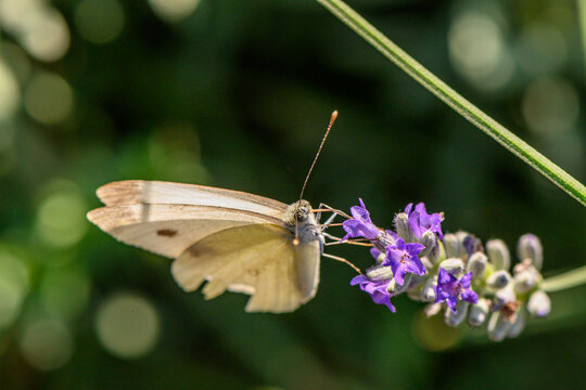 Butterfly gracefully alights on vibrant lavender blooms under warm sunlight in a peaceful garden setting