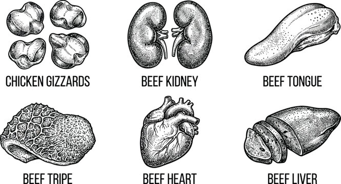 Chicken gizzards and beef kidney with beef tongue plus beef tripe and beef heart with beef liver food anatomy graphics